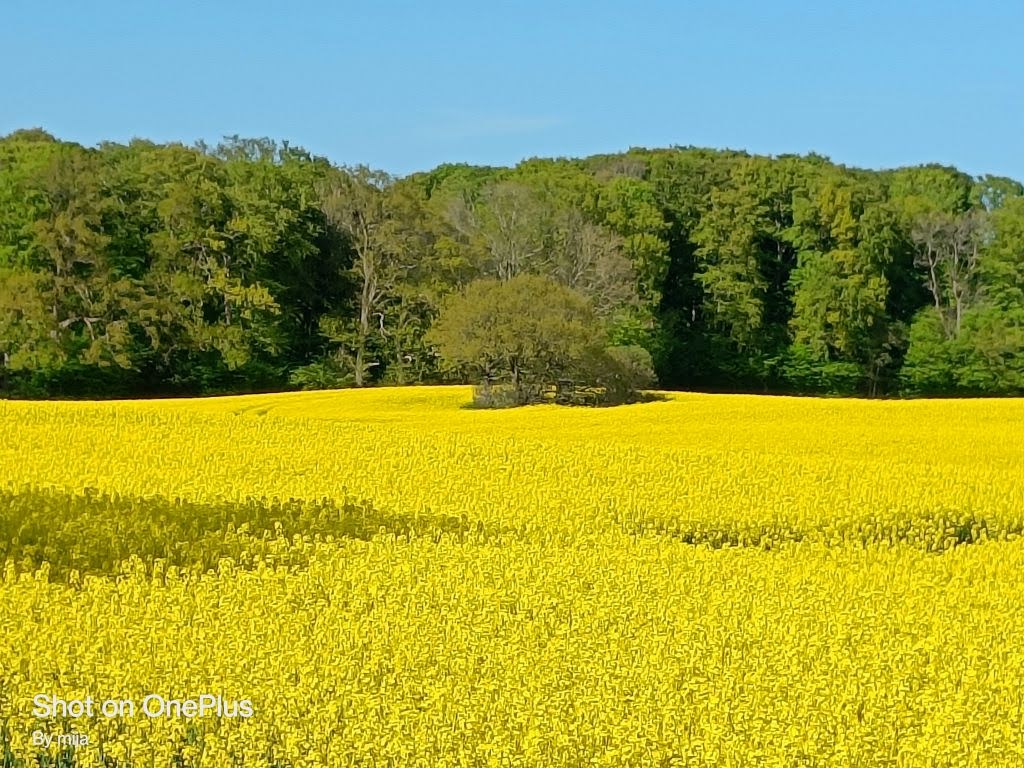 Mai - der Rapsmonat Natur Kappeln und Umgebung, Kiekut 9 - Ferienwohnung Ostsee