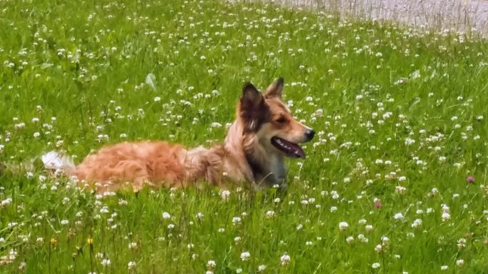 Hunde sind Willkommen