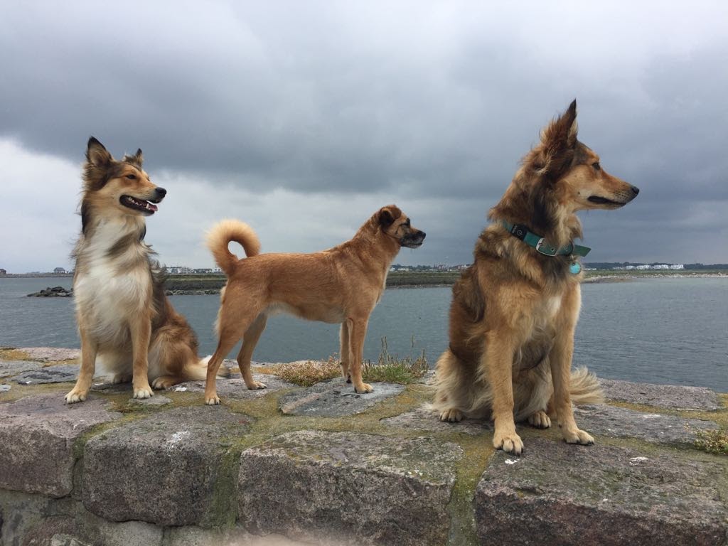 Mit den Hunden auf Schleimünde Natur Kappeln und Umgebung, Kiekut 9 - Ferienwohnung